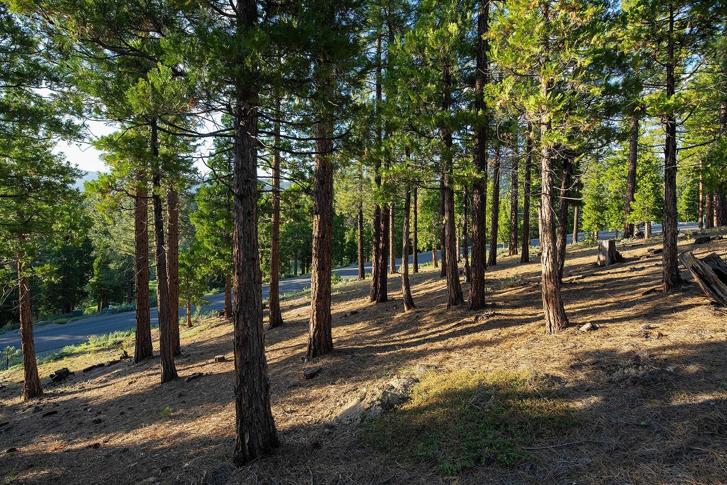 58 South Ridge Road Portola, CA 96122 - Photo 6 of 13 a view of a park with large trees