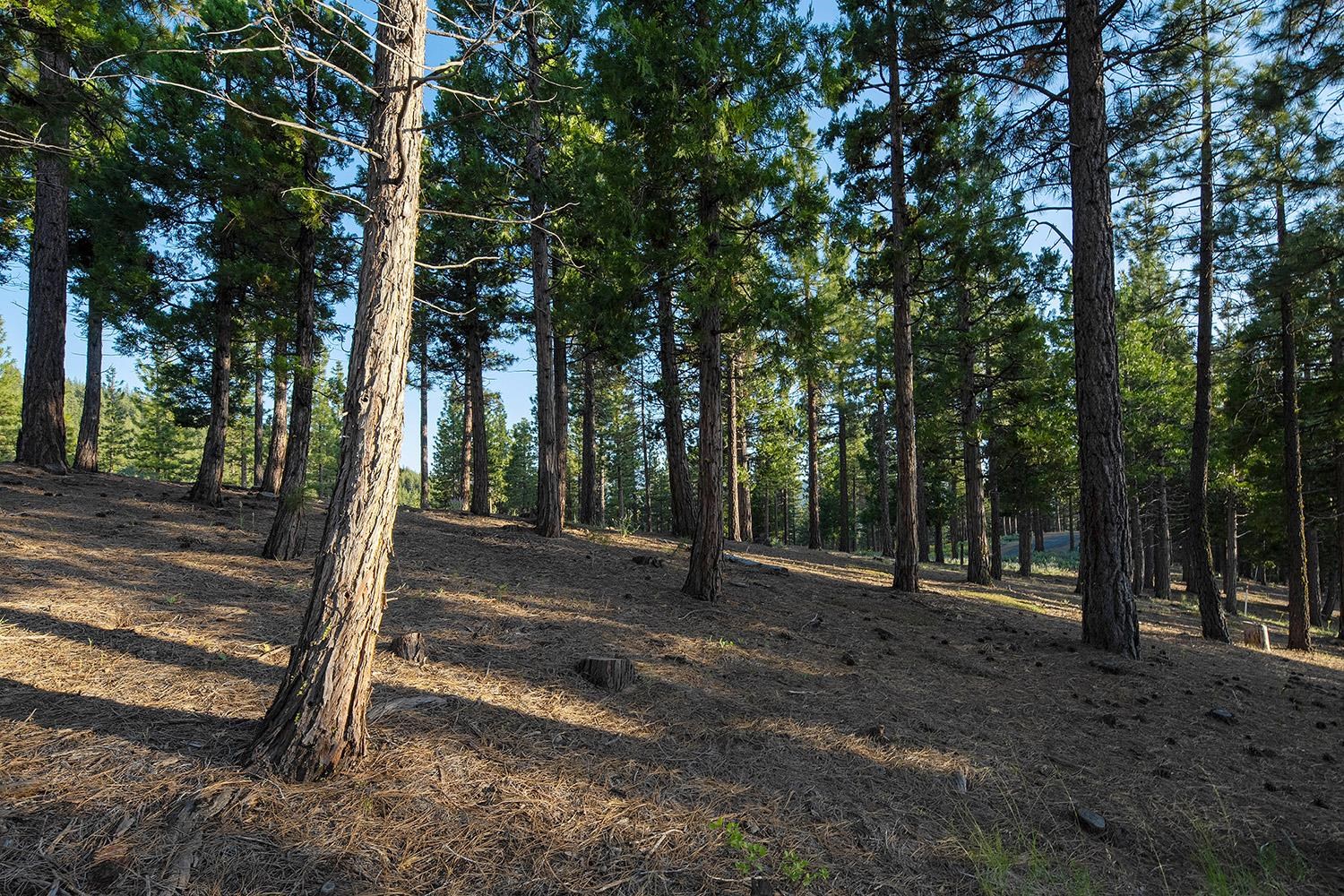 58 South Ridge Road Portola, CA 96122 - Photo 8 of 13 a view of outdoor space with trees