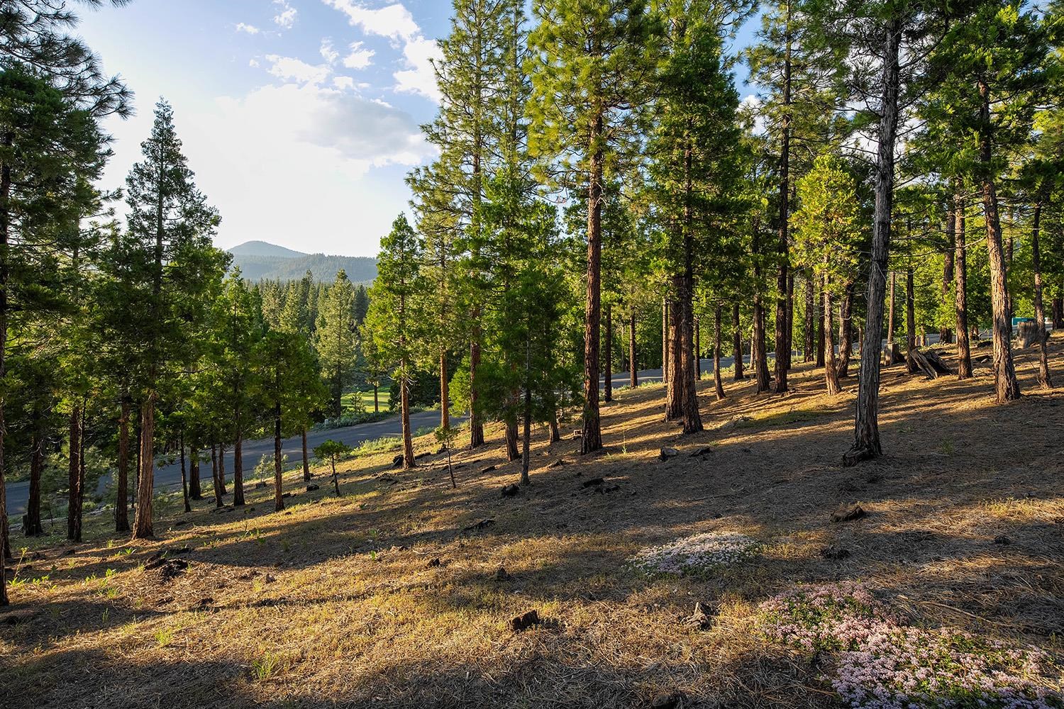 58 South Ridge Road Portola, CA 96122 - Photo 9 of 13 a view of street with trees