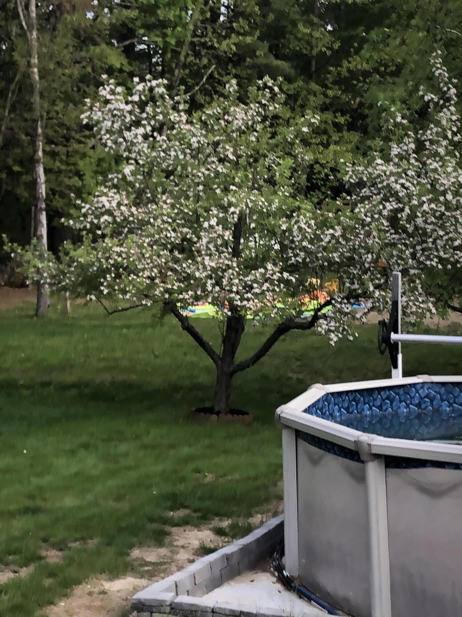 17 Denmark Road Fryeburg, ME 04037 - Photo 52 of 57 Apple Tree