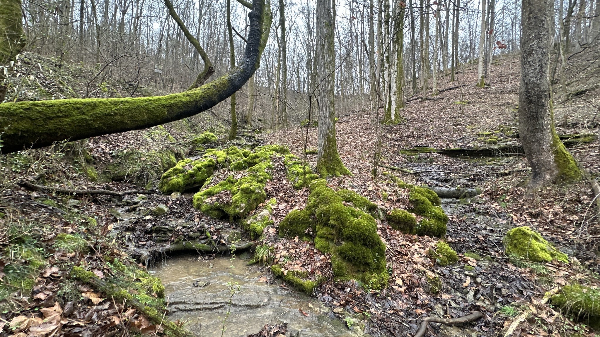 3336 Green Grove Road Hartsville, TN 37074 - Photo 31 of 64