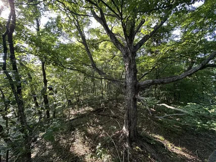 a front view of house with a garden and trees