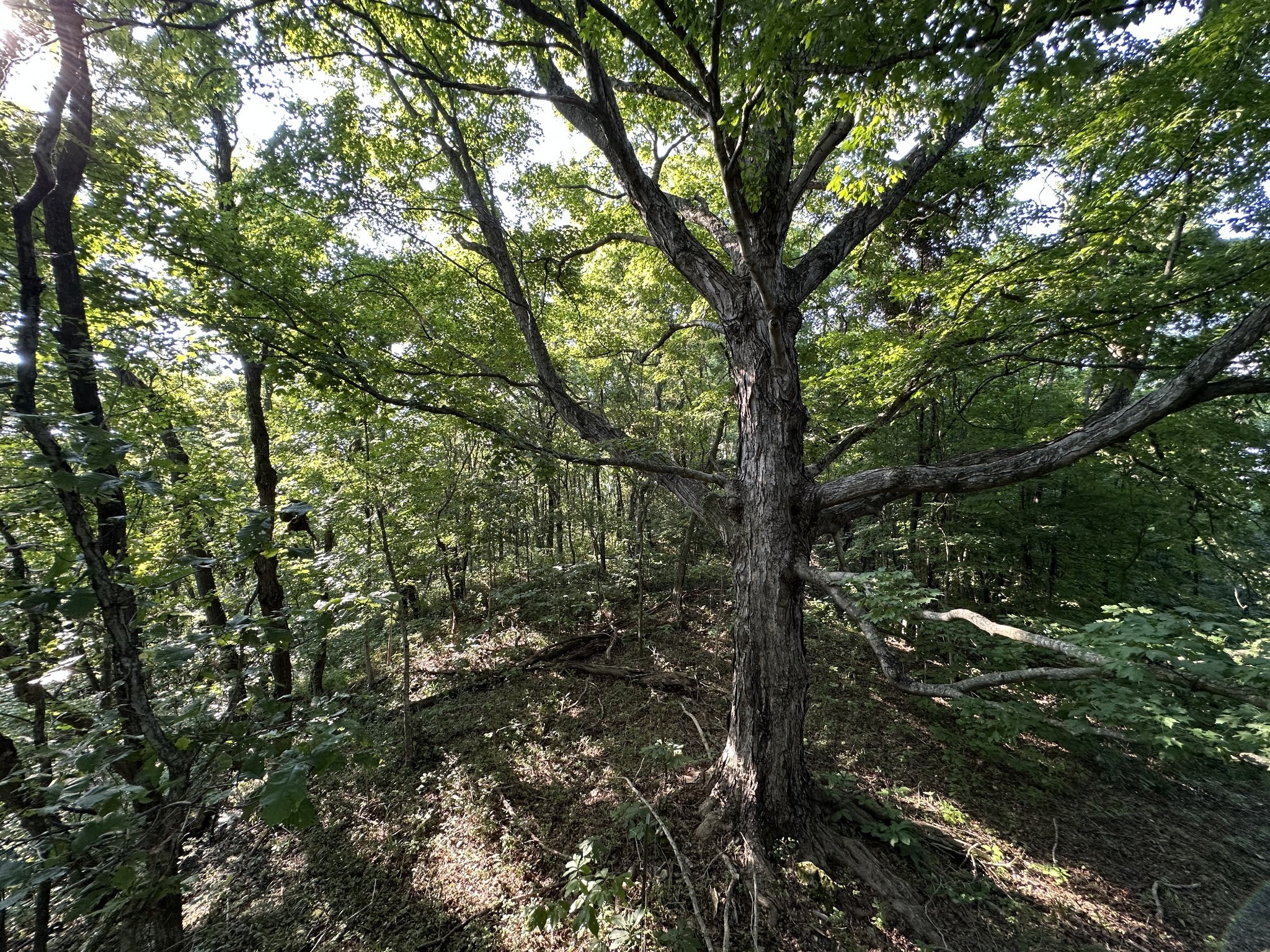 3336 Green Grove Road Hartsville, TN 37074 - Photo 32 of 64