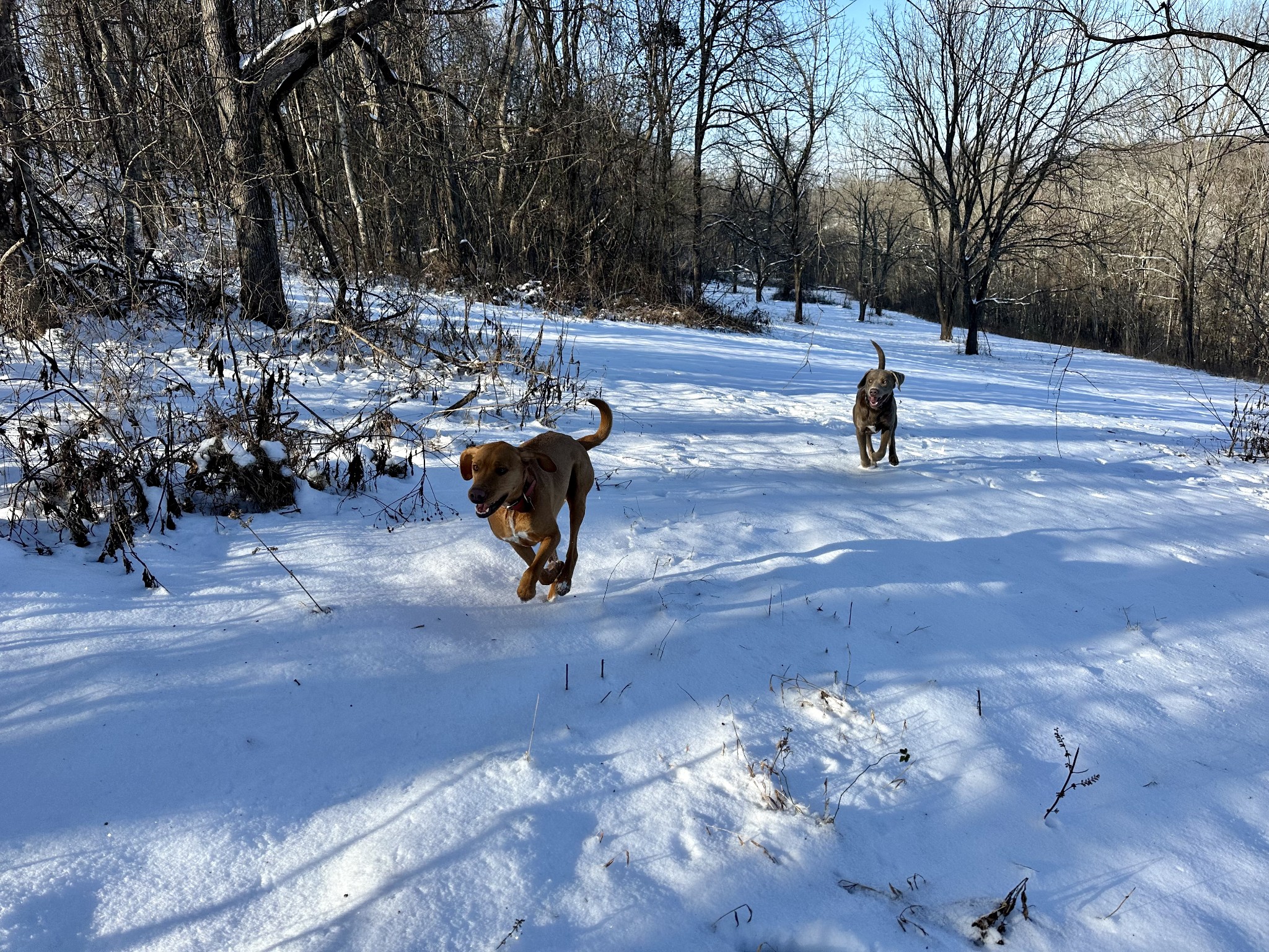 3336 Green Grove Road Hartsville, TN 37074 - Photo 45 of 64 a view of fire pit with trees in the background