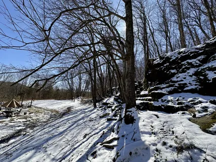 a view of a forest with trees in the background