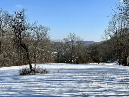 a view of a yard with an trees
