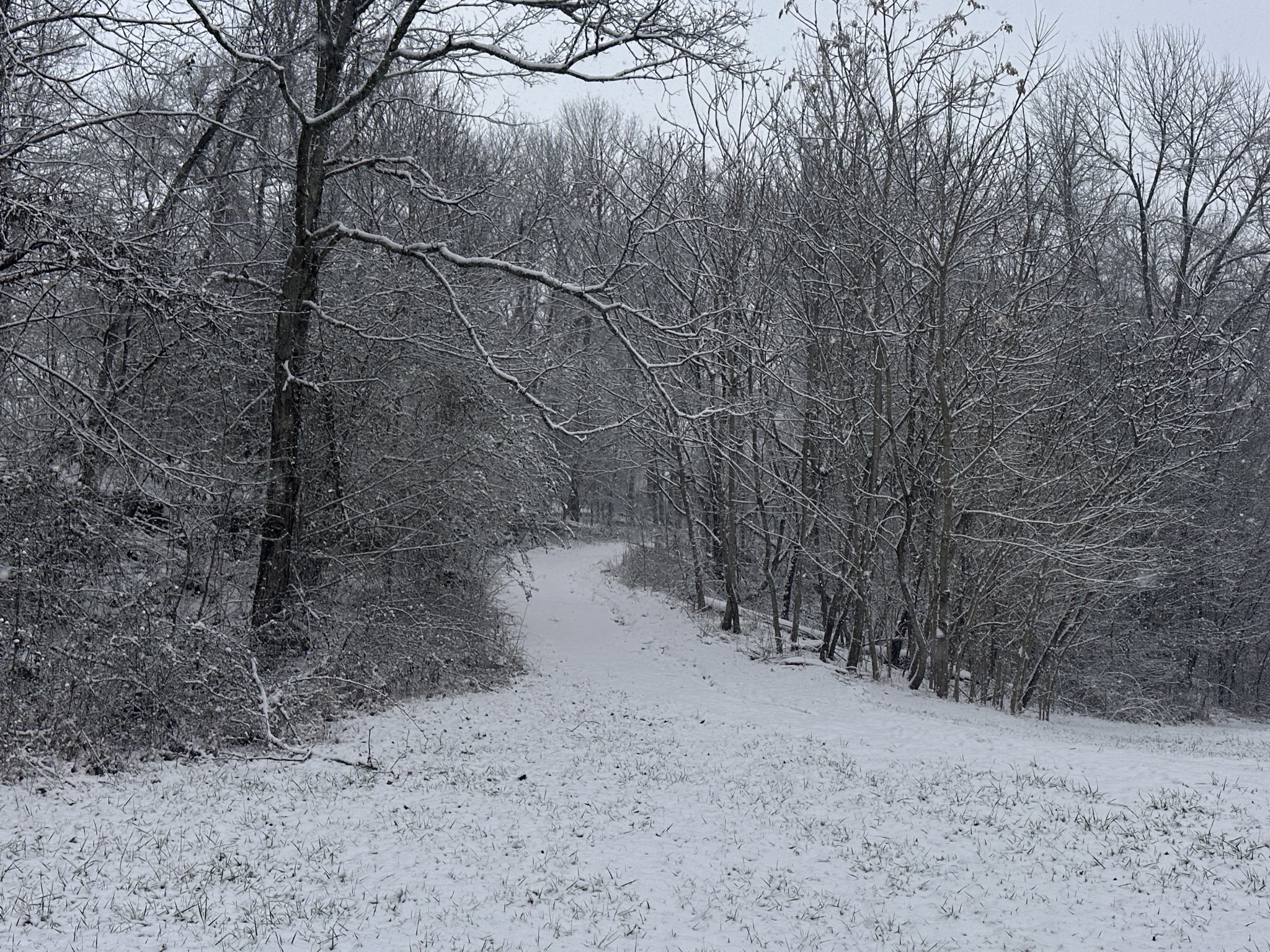 3336 Green Grove Road Hartsville, TN 37074 - Photo 55 of 64 a view of a yard with a trees