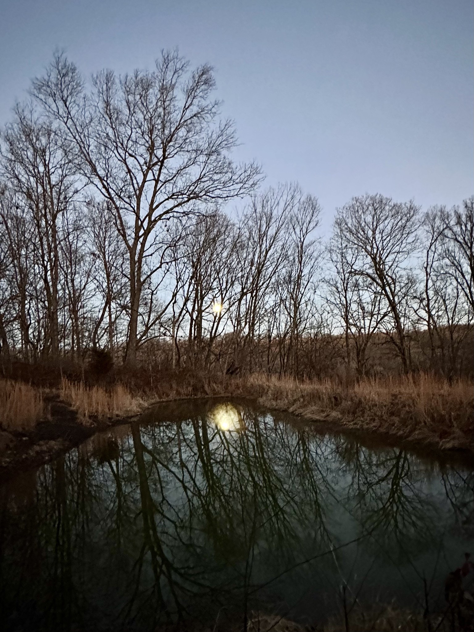3336 Green Grove Road Hartsville, TN 37074 - Photo 57 of 64 a view of trees in a yard