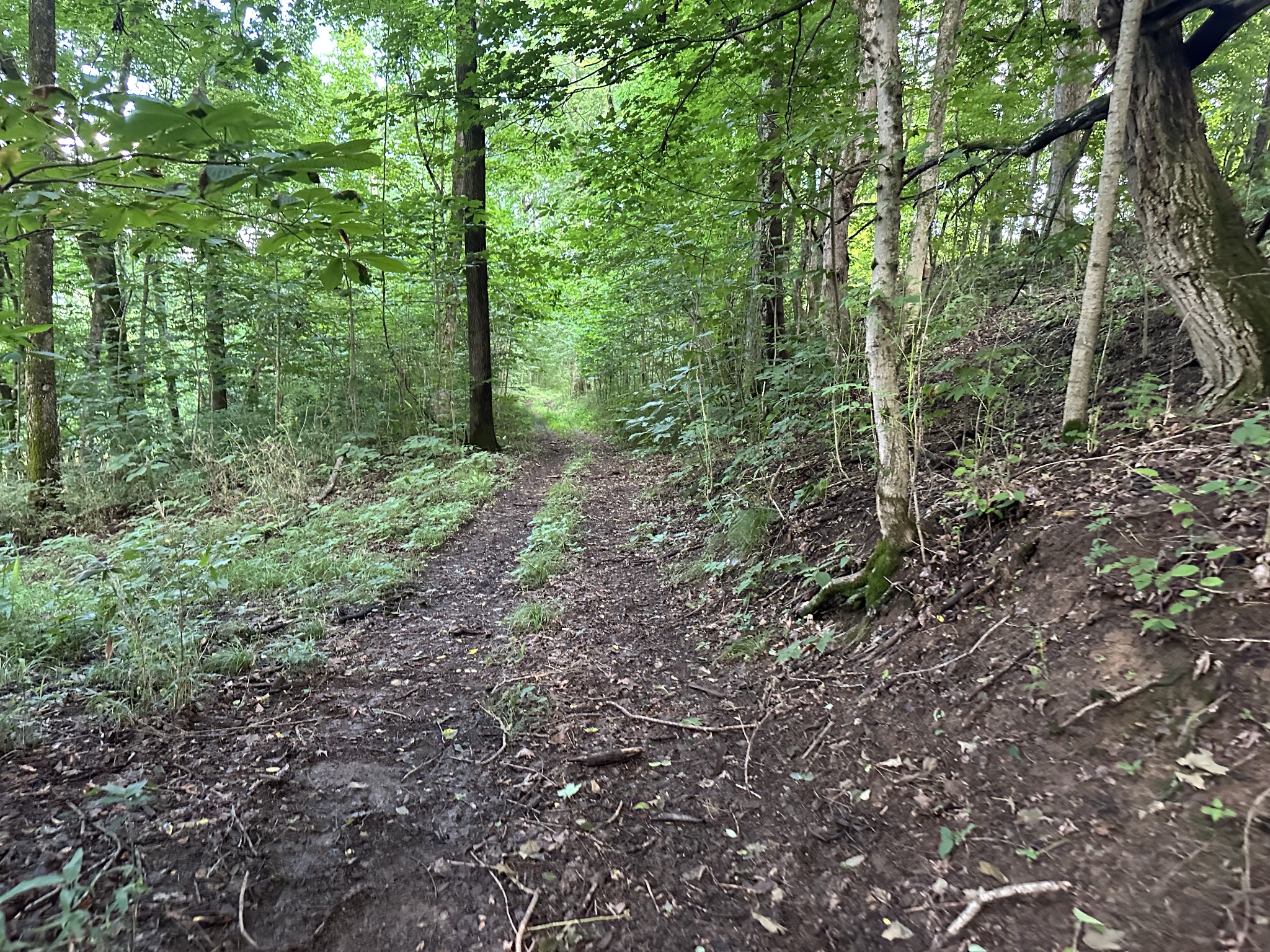 3336 Green Grove Road Hartsville, TN 37074 - Photo 58 of 64 a view of a forest with trees in the background
