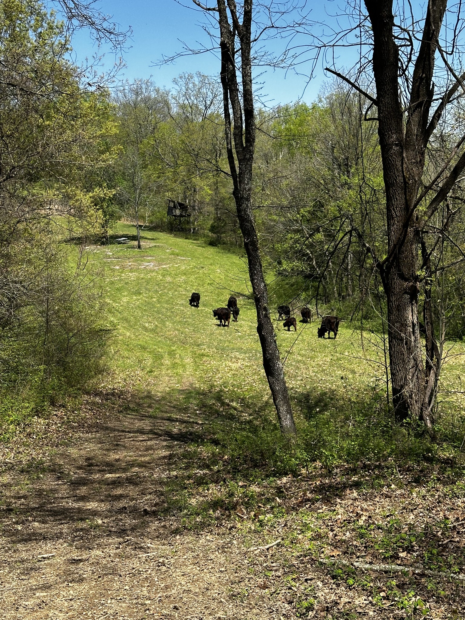 3336 Green Grove Road Hartsville, TN 37074 - Photo 59 of 64 a view of a yard with an trees