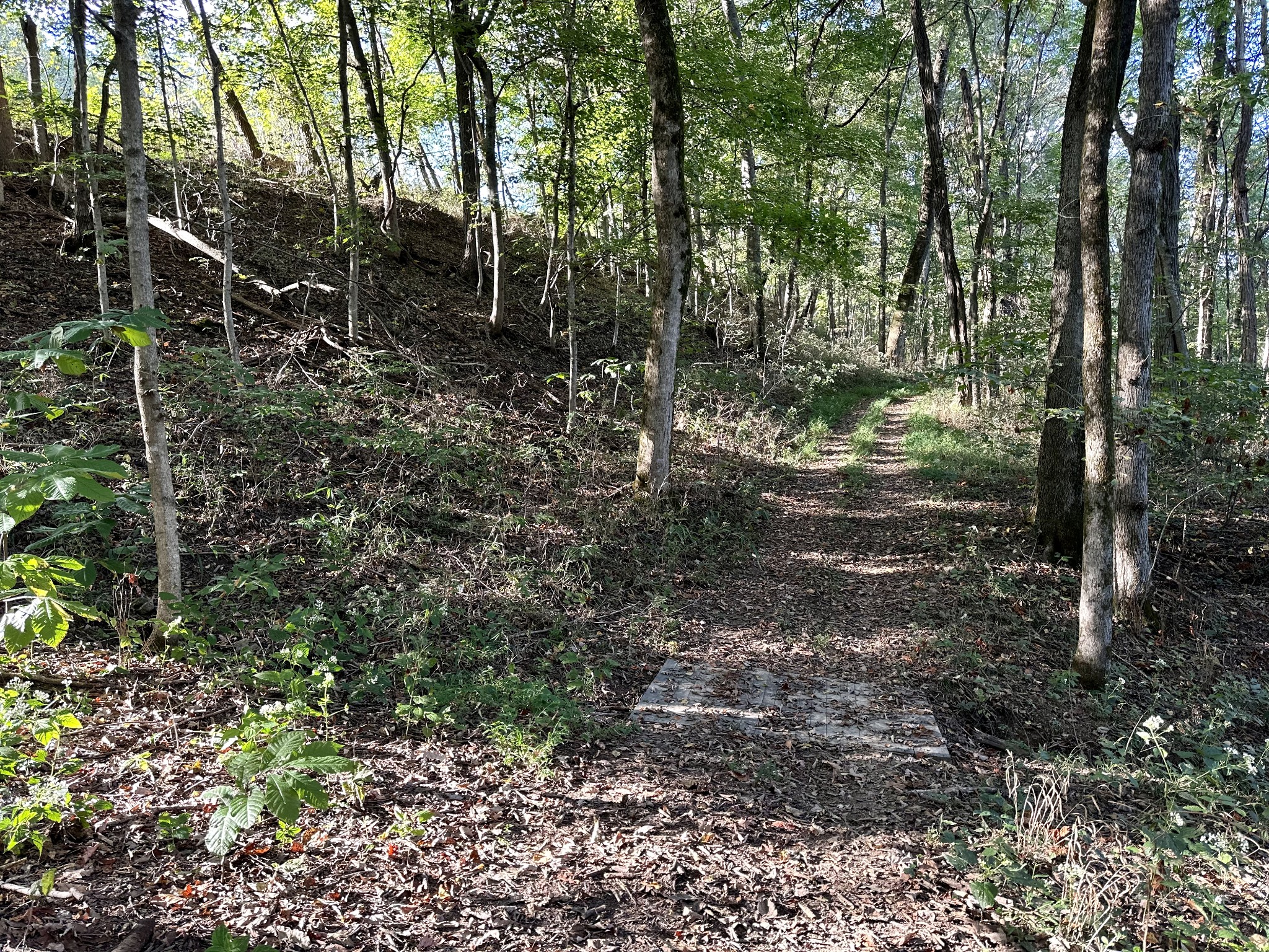 3336 Green Grove Road Hartsville, TN 37074 - Photo 60 of 64 a view of forest