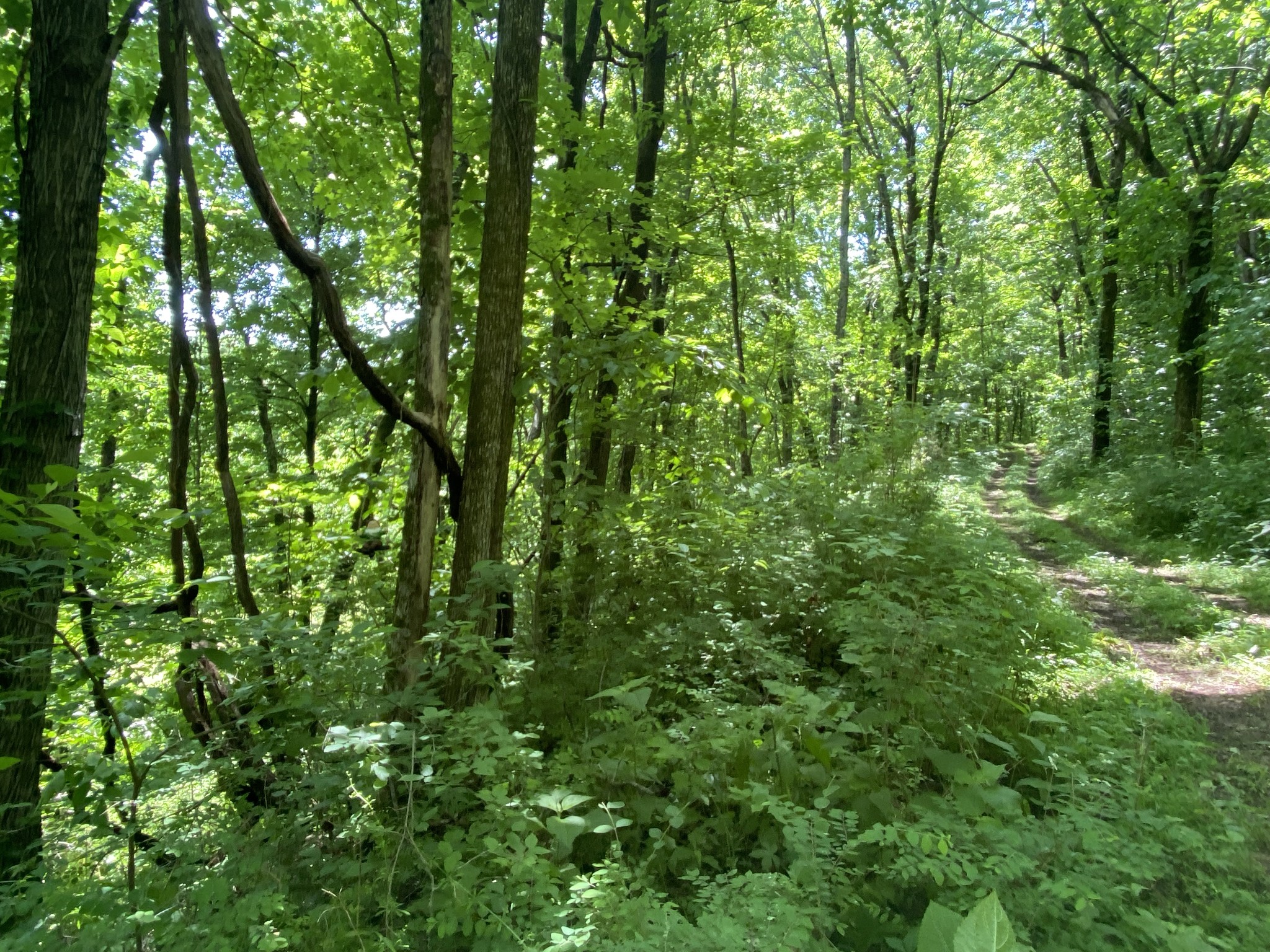 3336 Green Grove Road Hartsville, TN 37074 - Photo 63 of 64 a view of a lush green forest