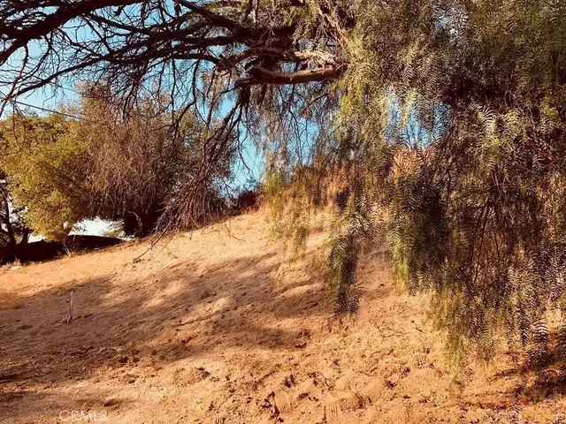 a view of empty yard with large trees