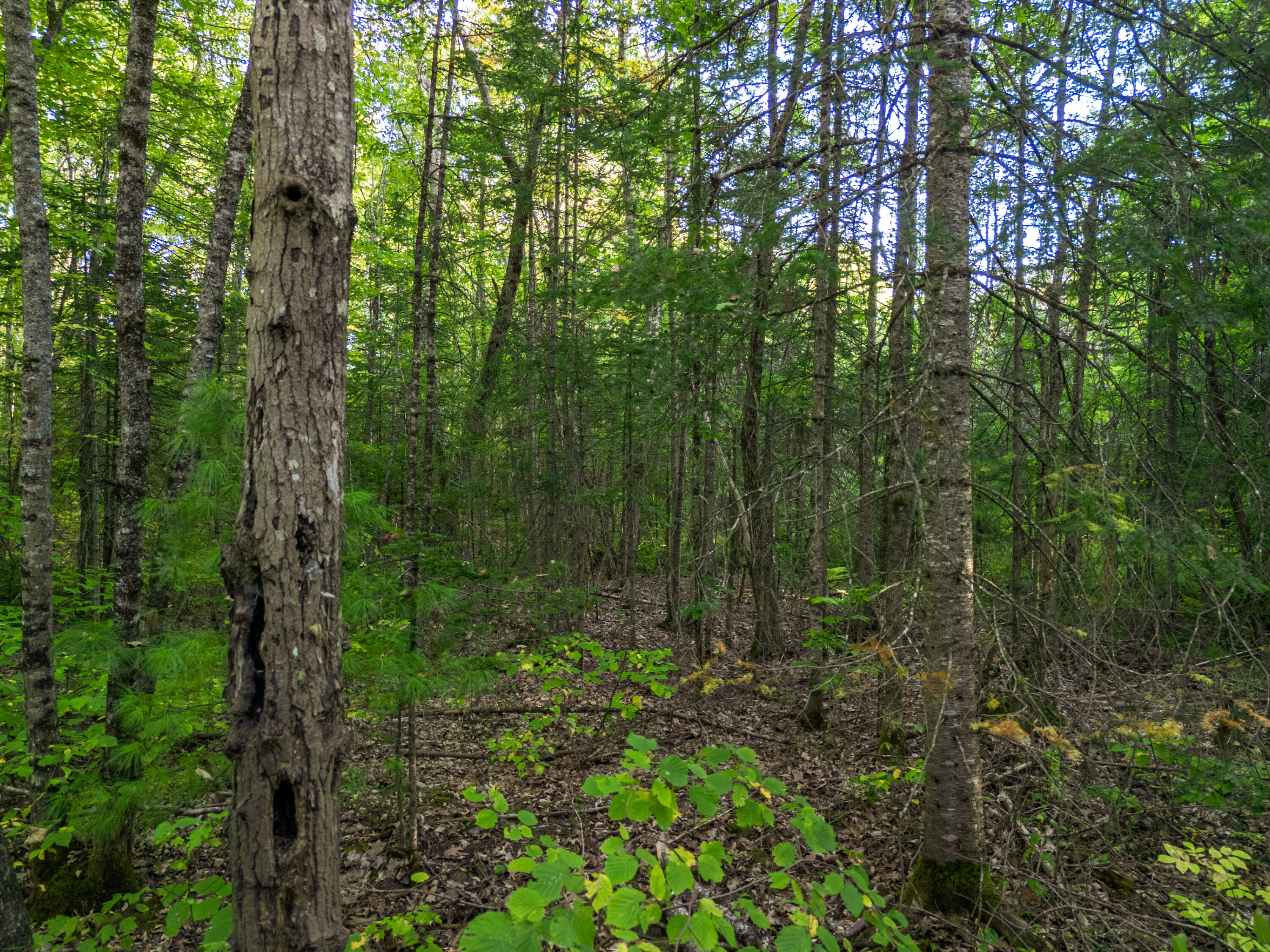 14 Webb Road Pittston, ME 04345 - Photo 6 of 16 Photo_06