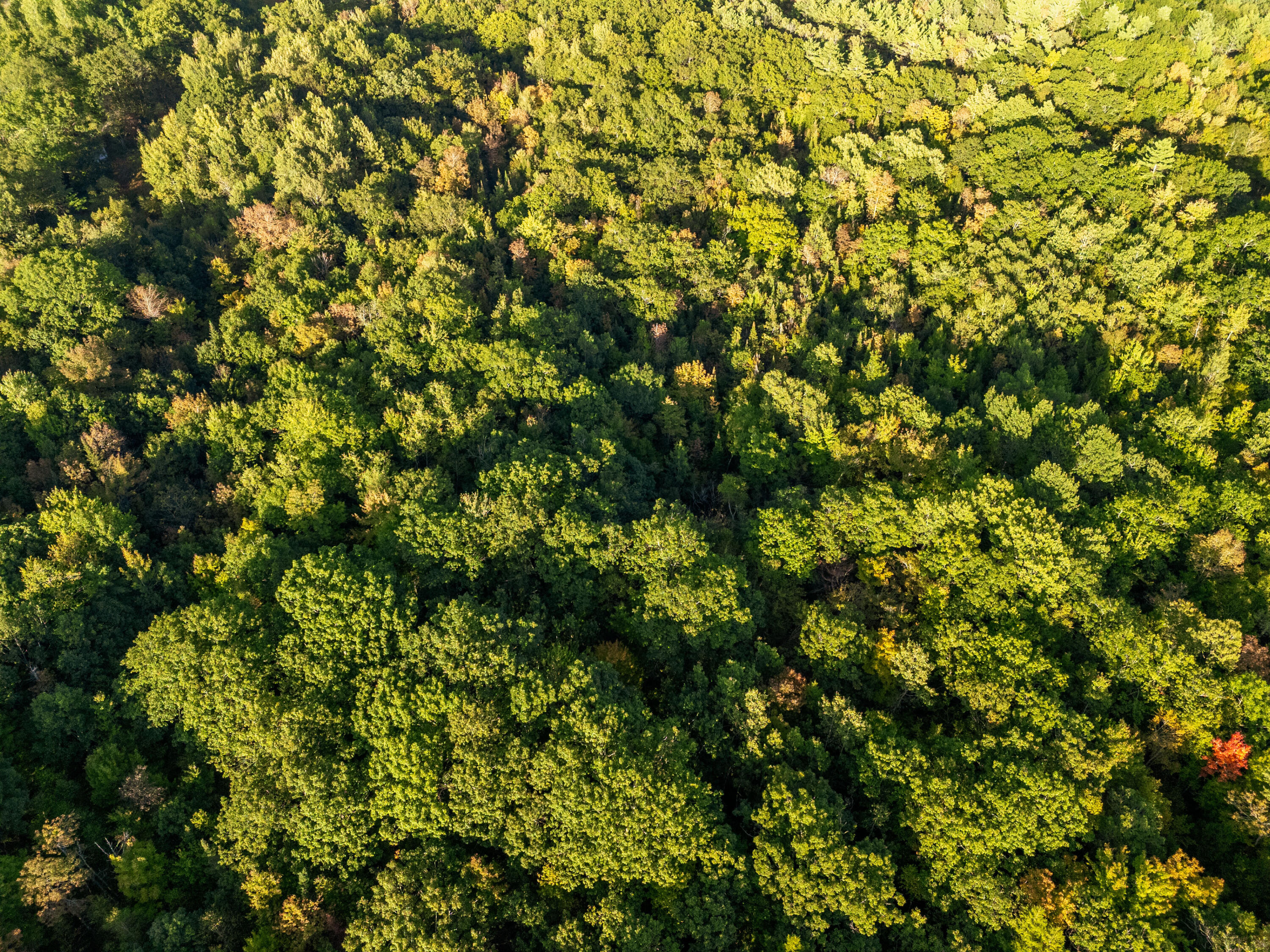 14 Webb Road Pittston, ME 04345 - Photo 8 of 16 Photo_08