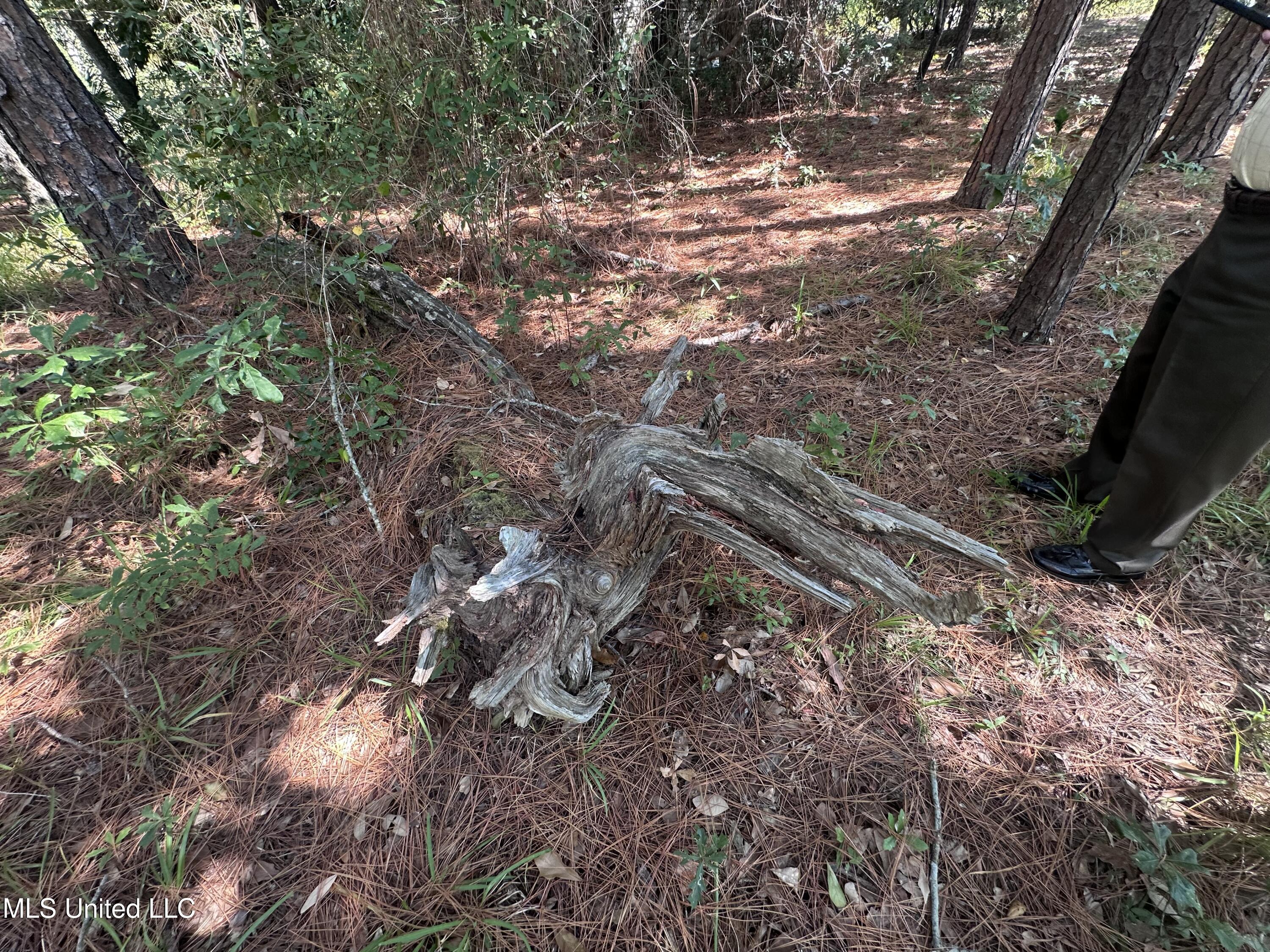 0 Indiantown Road Moss Point, MS 39562 - Photo 3 of 6 IMG_5632