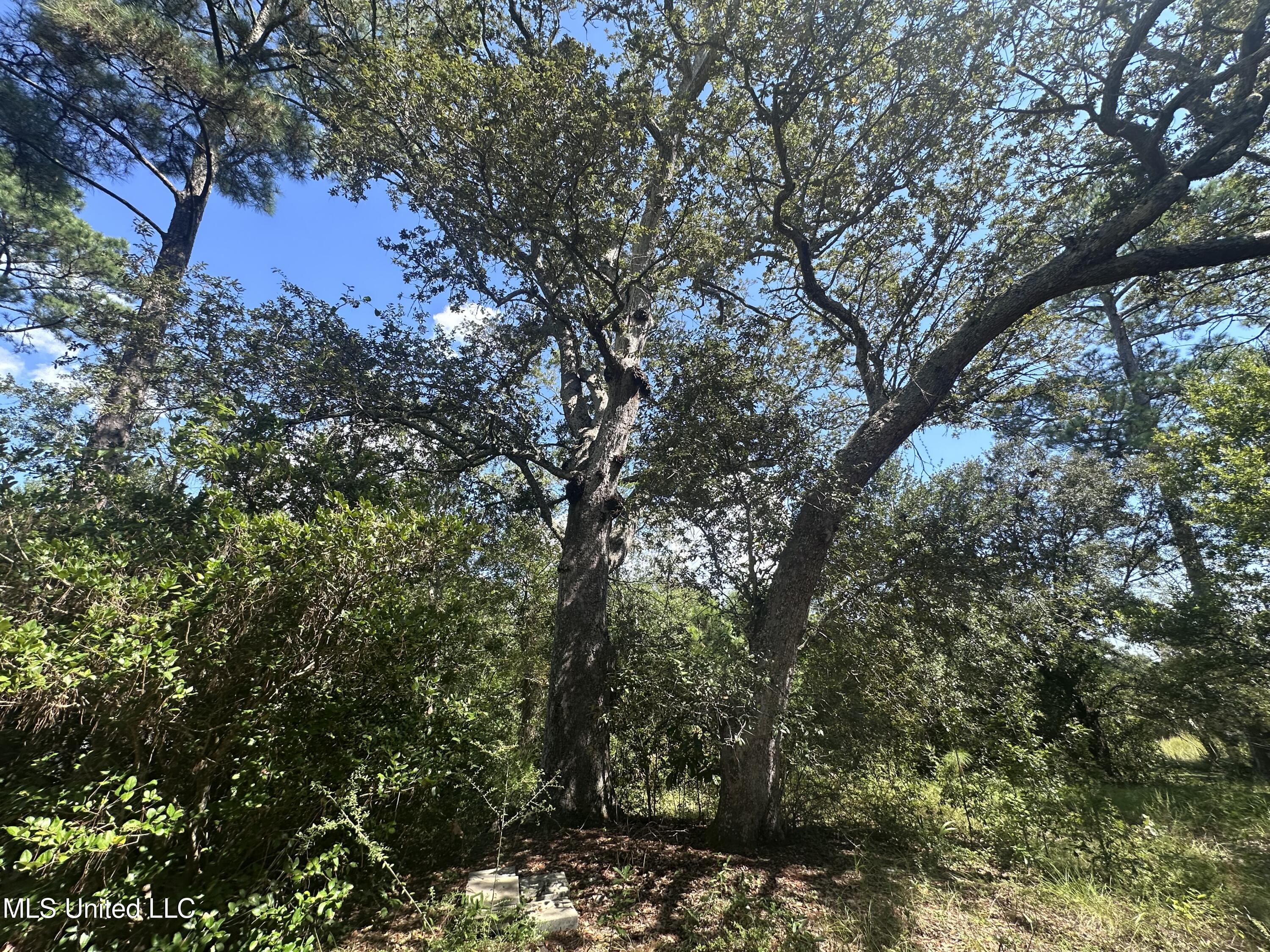 0 Indiantown Road Moss Point, MS 39562 - Photo 4 of 6 IMG_5627
