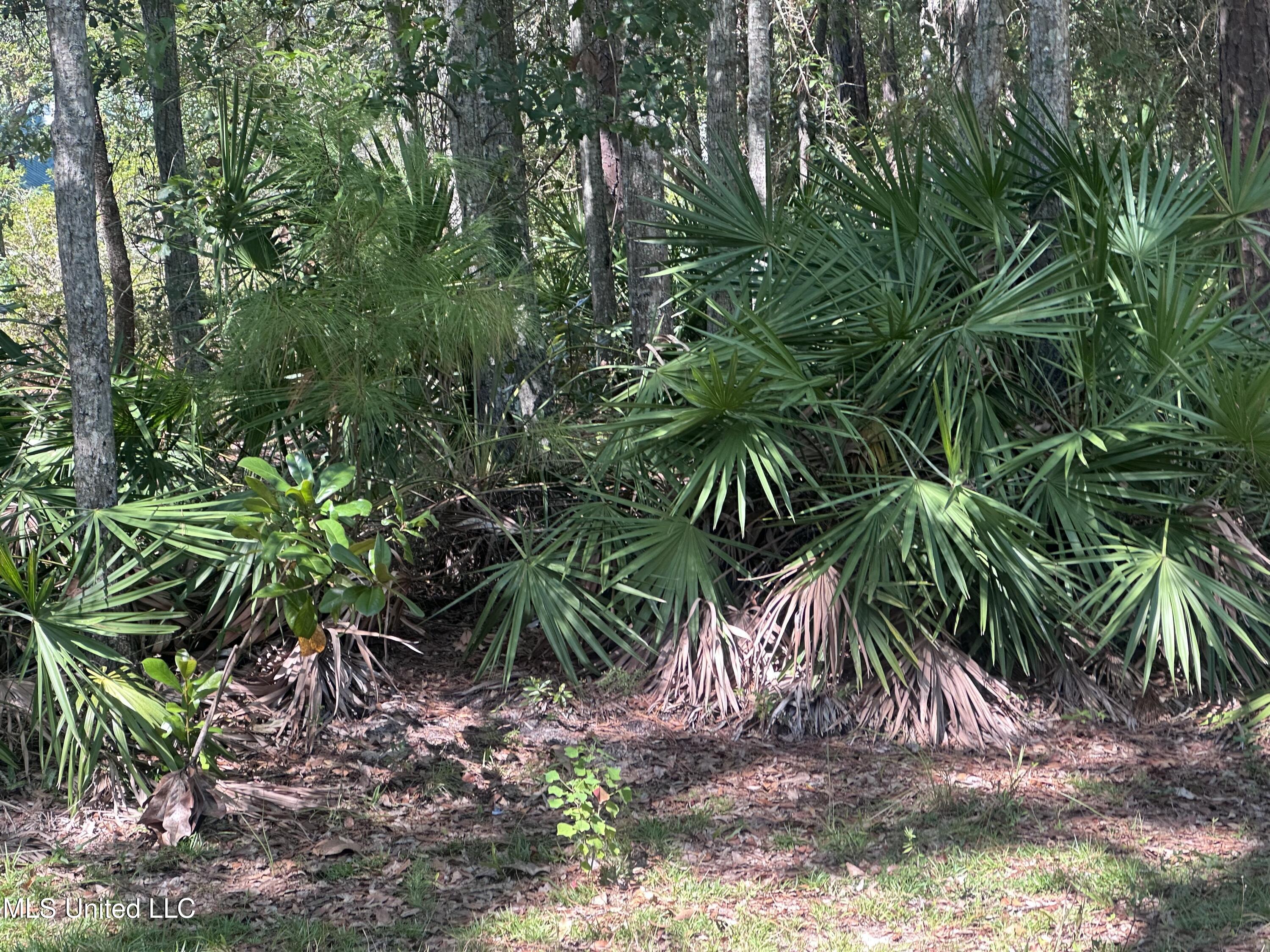 0 Indiantown Road Moss Point, MS 39562 - Photo 6 of 6 IMG_5619