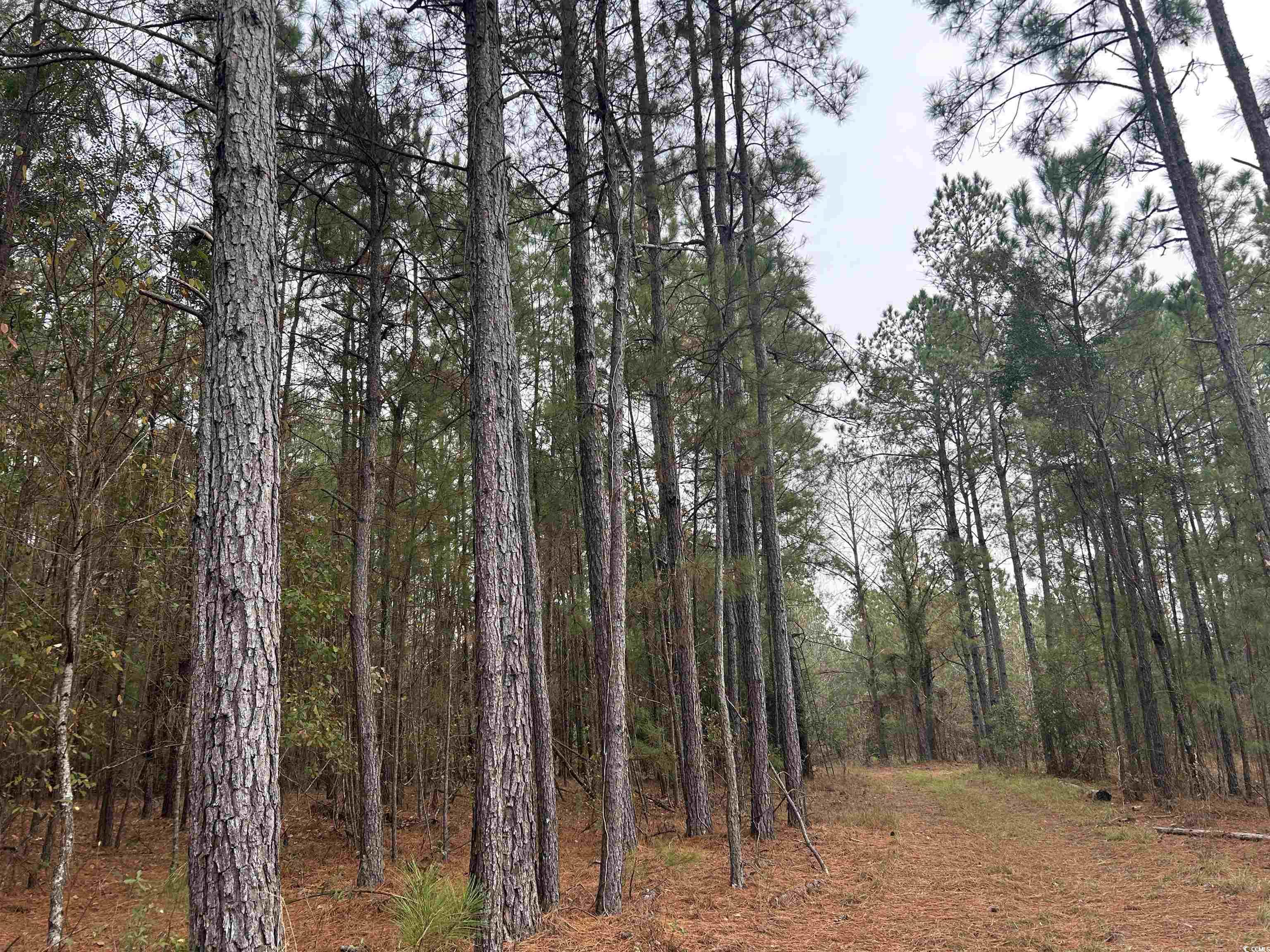 746 Highway 746 Loris, SC 29569 - Photo 18 of 26 View of tree filled area