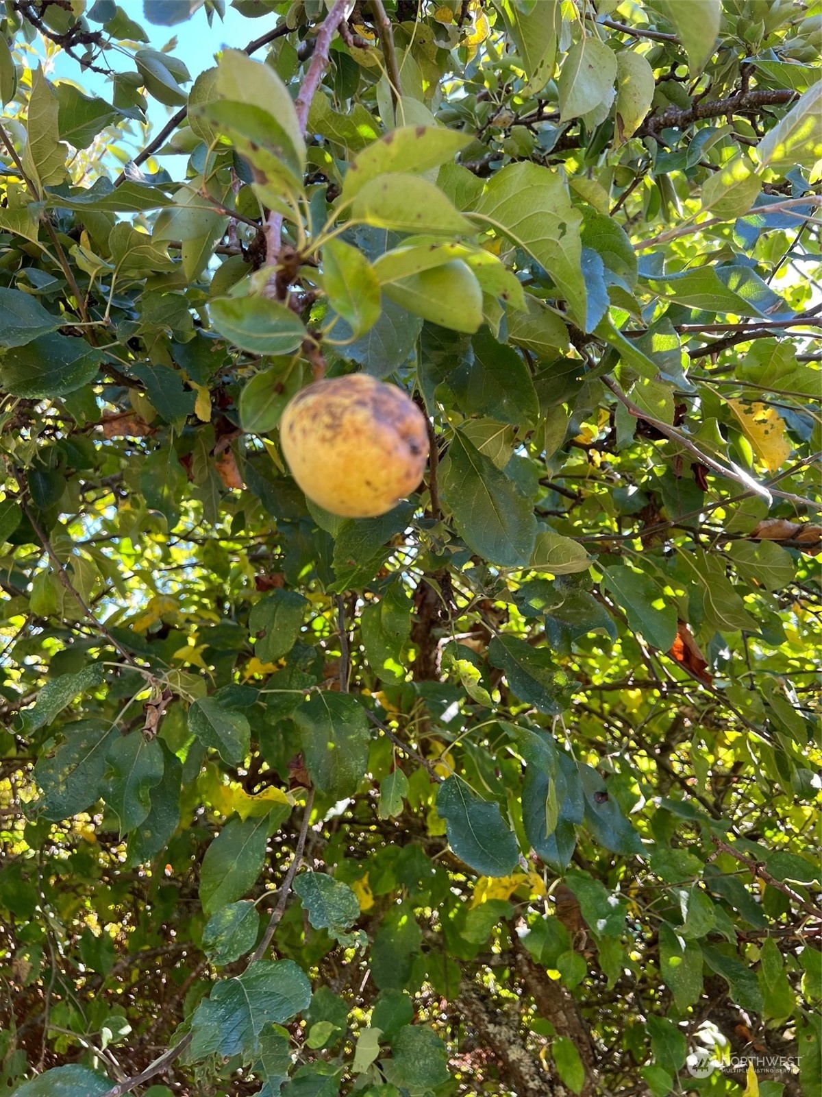 9 Peltier Drive Point Roberts, WA 98281 - Photo 11 of 13 a view of a tree