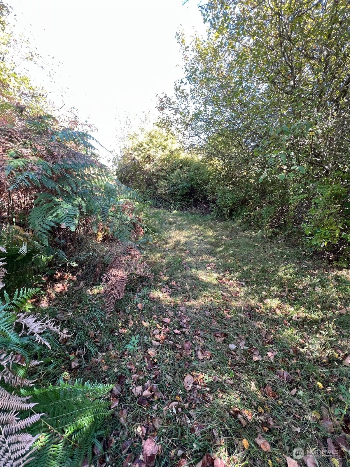 9 Peltier Drive Point Roberts, WA 98281 - Photo 12 of 13 a view of a forest with a tree
