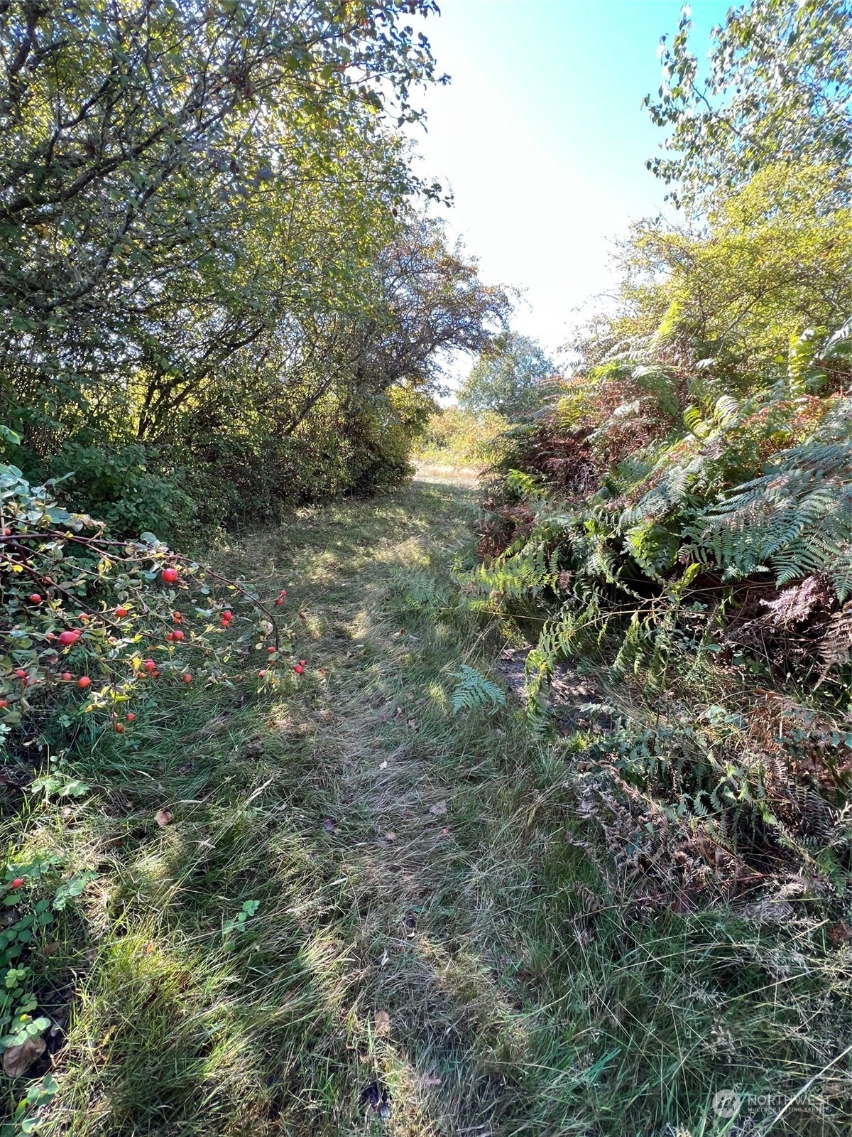 9 Peltier Drive Point Roberts, WA 98281 - Photo 2 of 13 a view of a tree in a yard