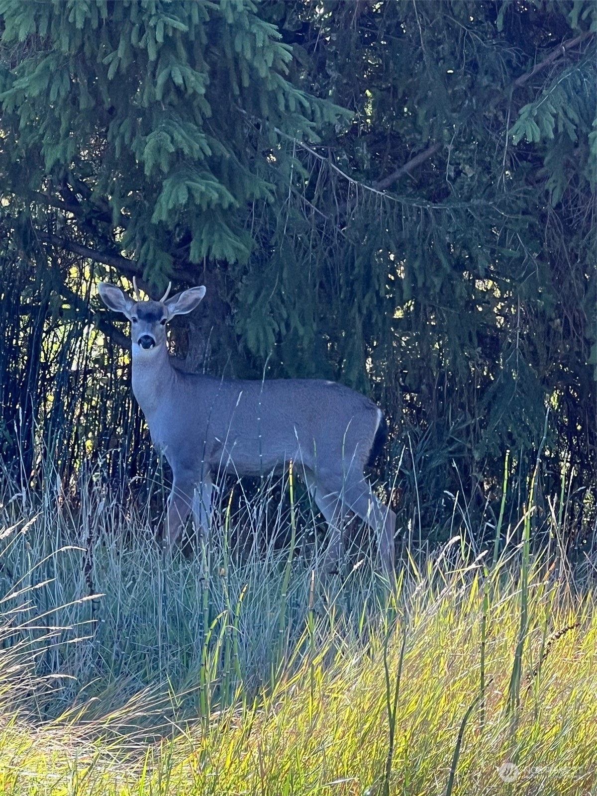9 Peltier Drive Point Roberts, WA 98281 - Photo 7 of 13 a view of a yard with a tree