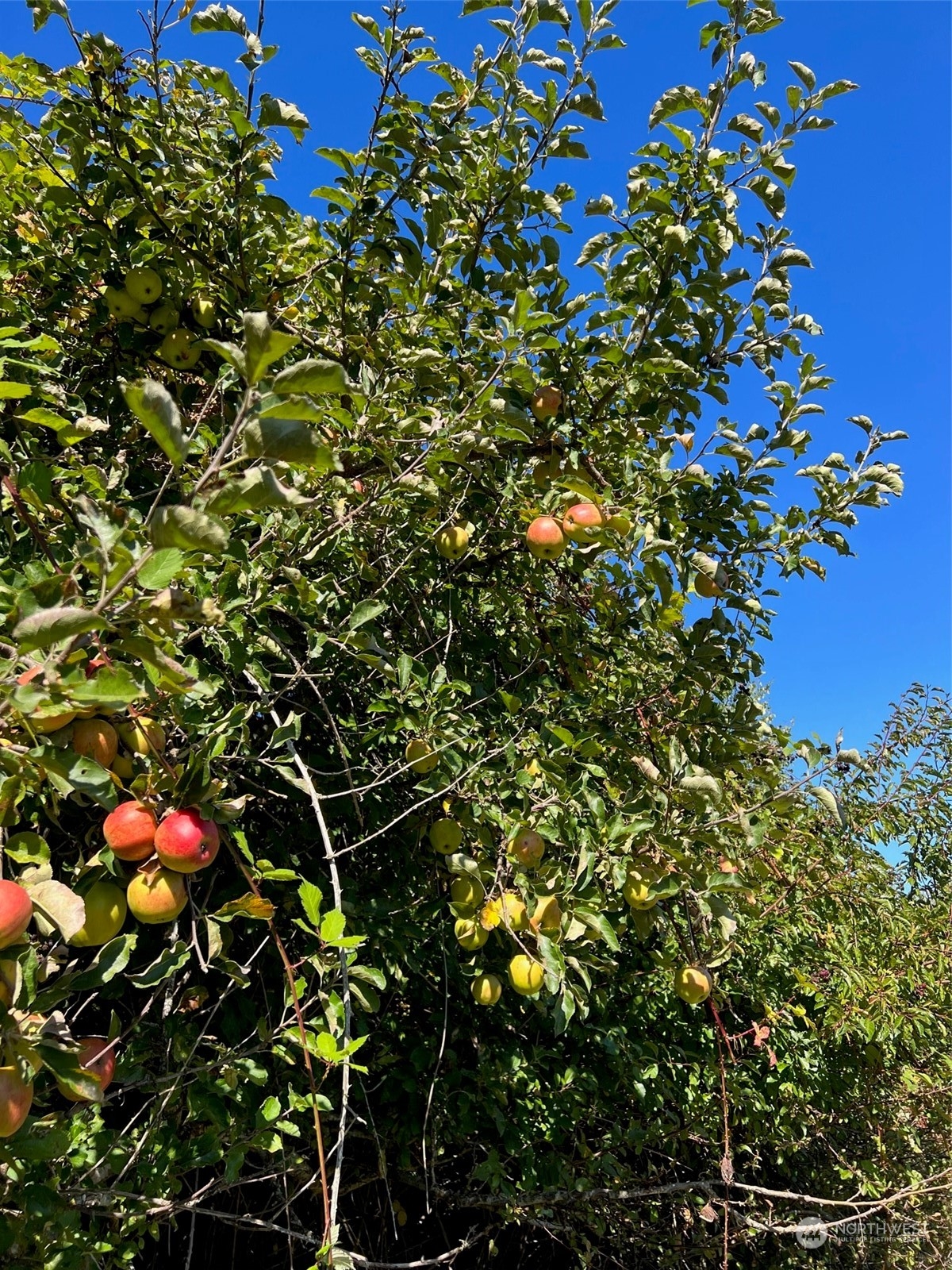 9 Peltier Drive Point Roberts, WA 98281 - Photo 9 of 13 a picture of flowers