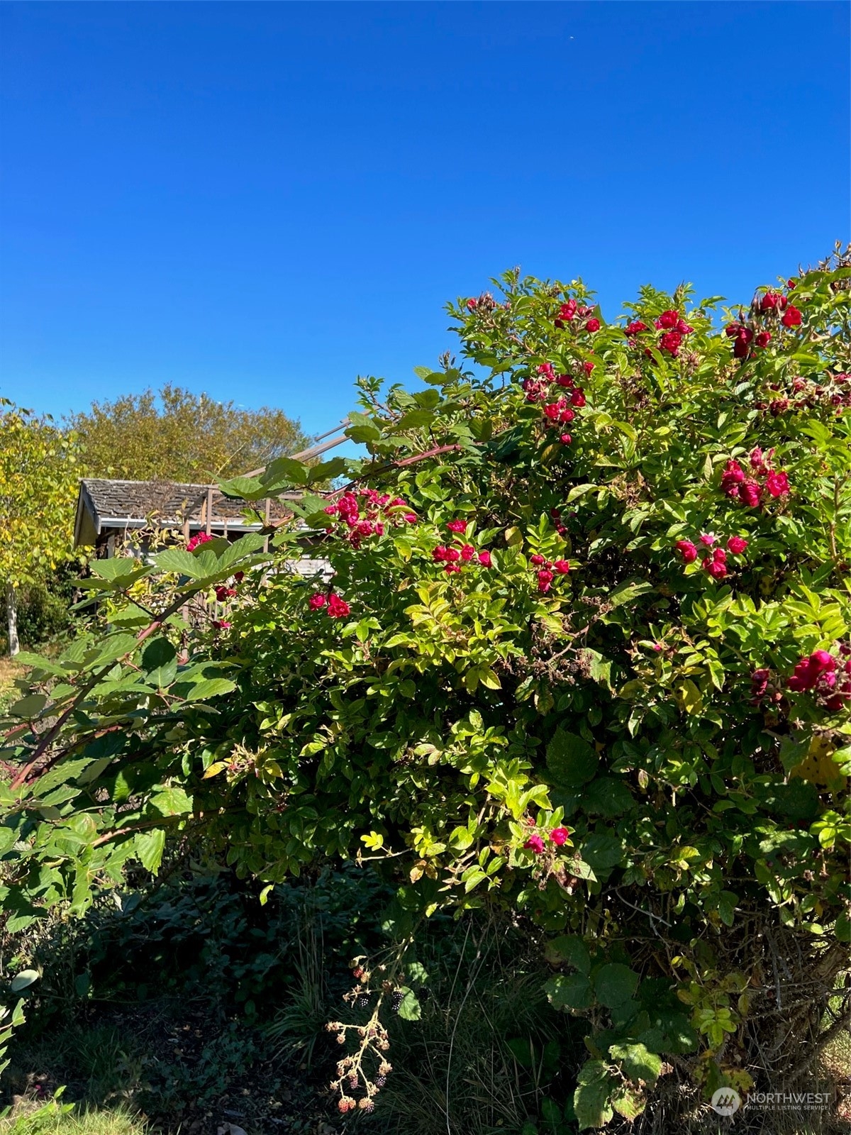 9 Peltier Drive Point Roberts, WA 98281 - Photo 10 of 13 a view of a tree with a flower in a garden