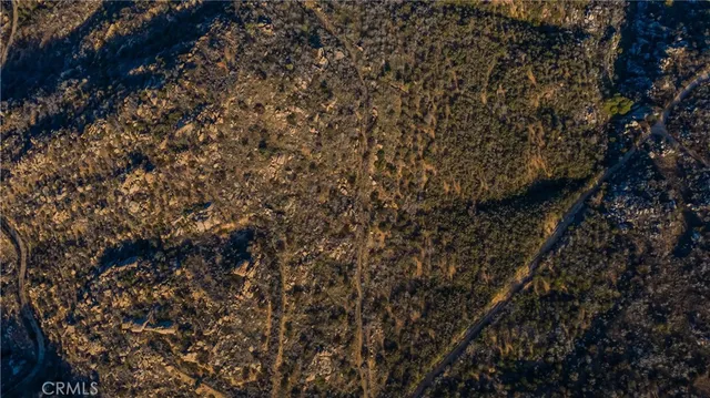 a close up of a tree