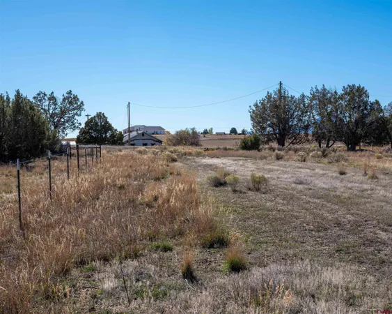 a view of a dry yard with trees