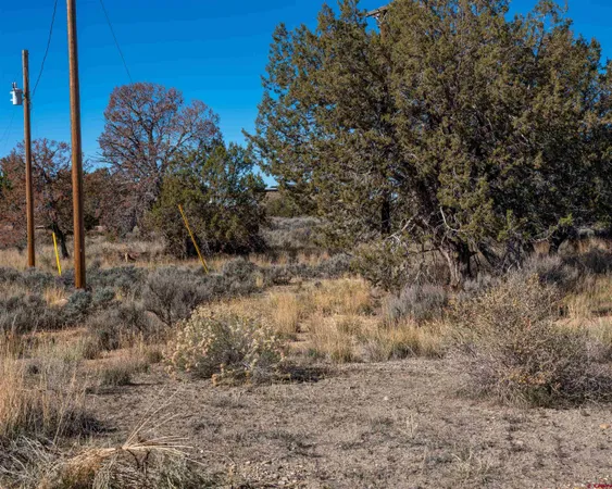 a view of a dry yard with trees