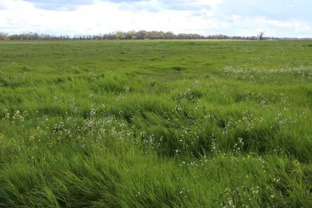 a view of a field with an ocean