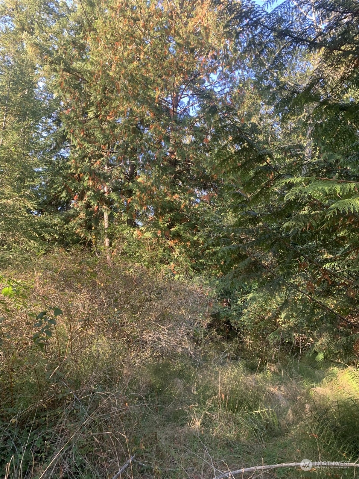 10 Harmon Ranch Road Anacortes, WA 98221 - Photo 3 of 6 a view of a tree