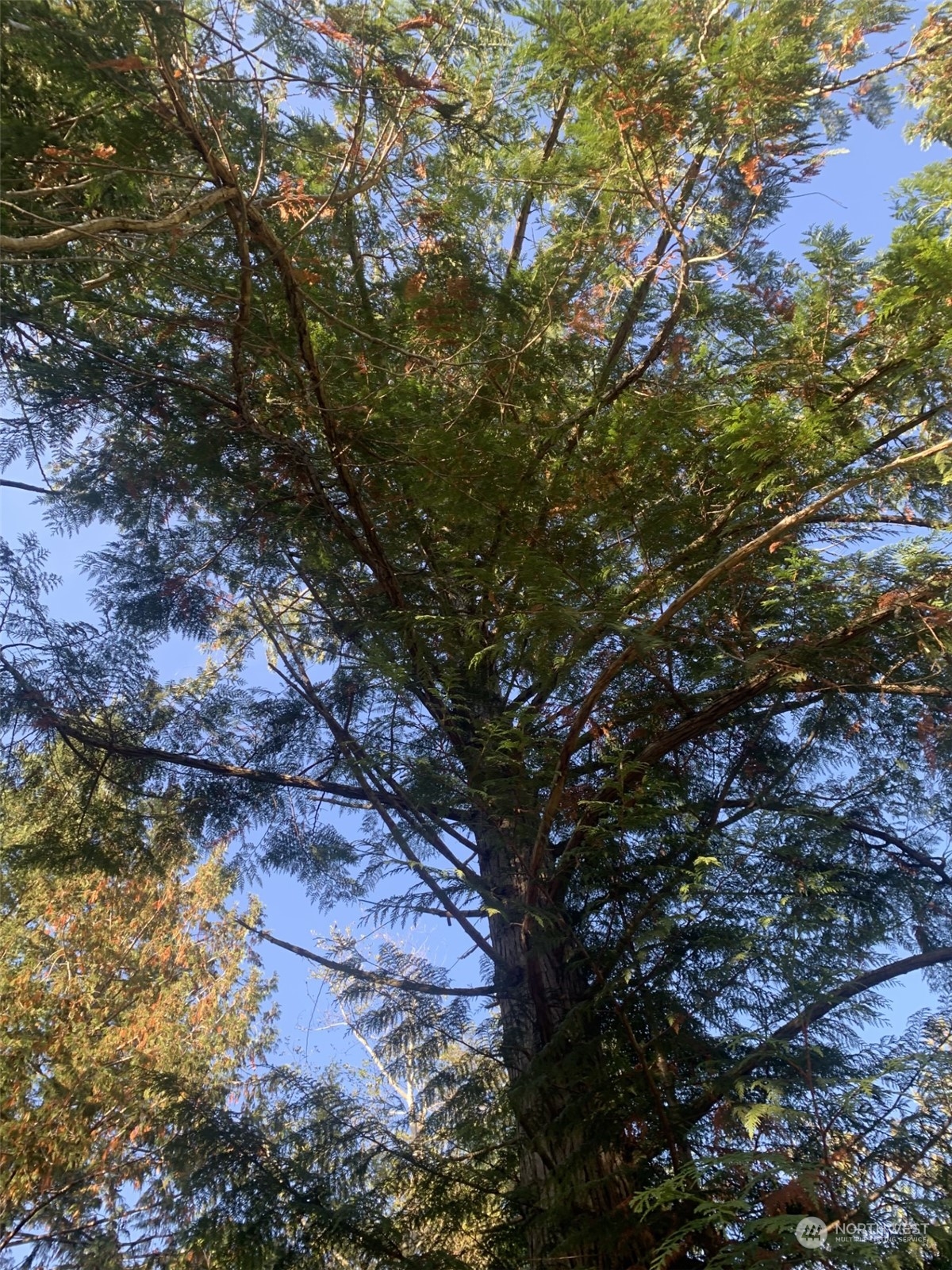 10 Harmon Ranch Road Anacortes, WA 98221 - Photo 4 of 6 a picture of tree