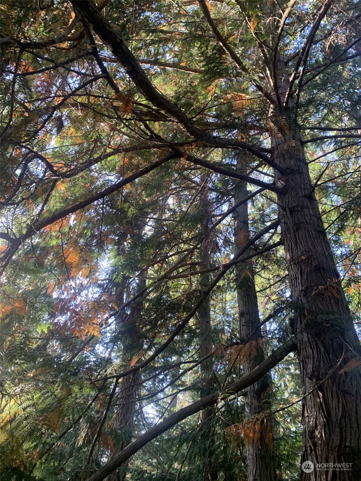 10 Harmon Ranch Road Anacortes, WA 98221 - Photo 5 of 6 a tall tree in between the tree