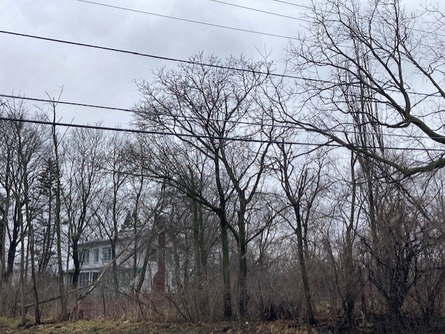 9312 Shermer Road Morton Grove, IL 60053 - Photo 2 of 2 a backyard of a house with lots of trees