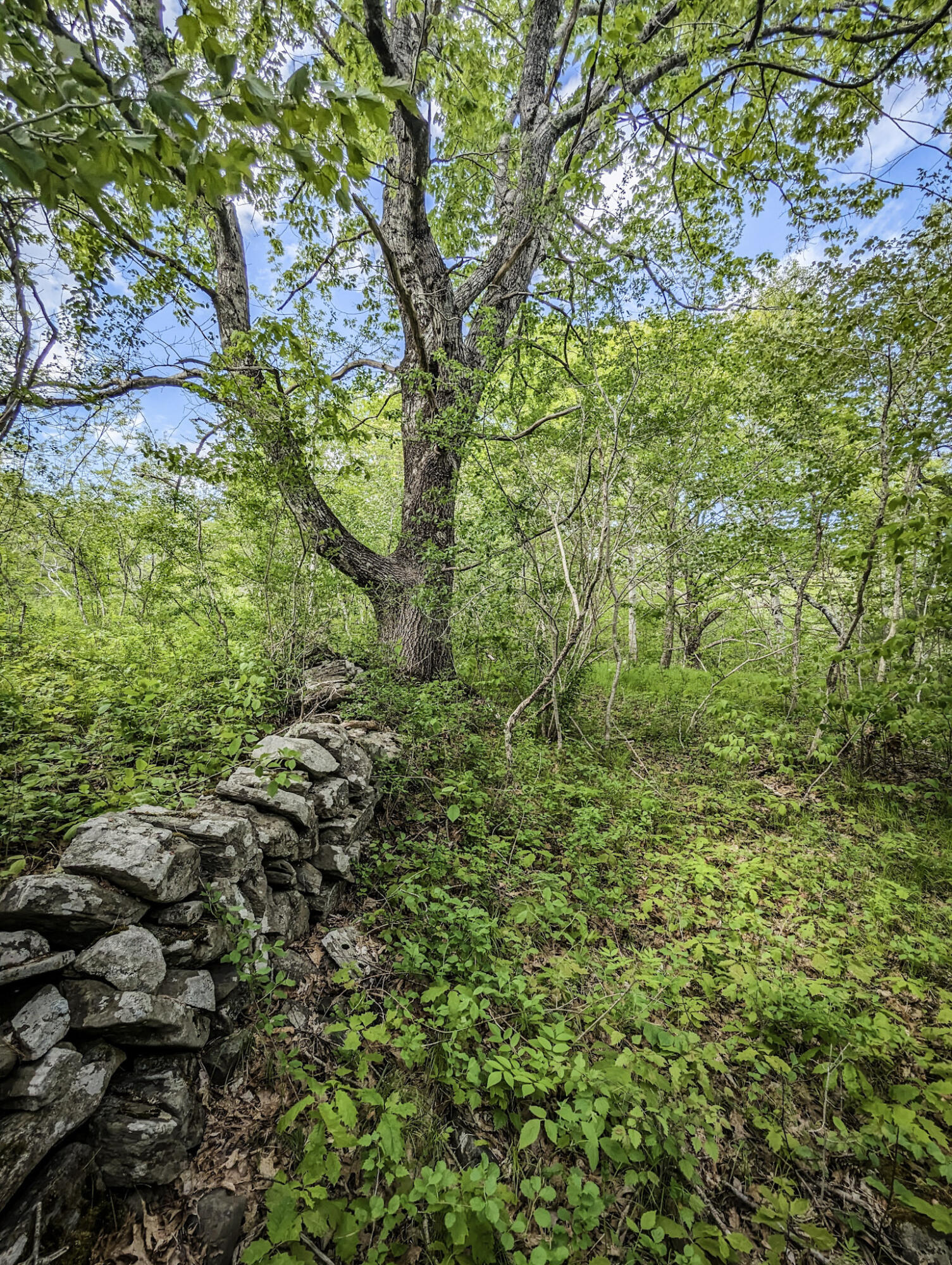 119 Bog Road Rockland, ME 04841 - Photo 49 of 51 61-PXL_20240524_192635648