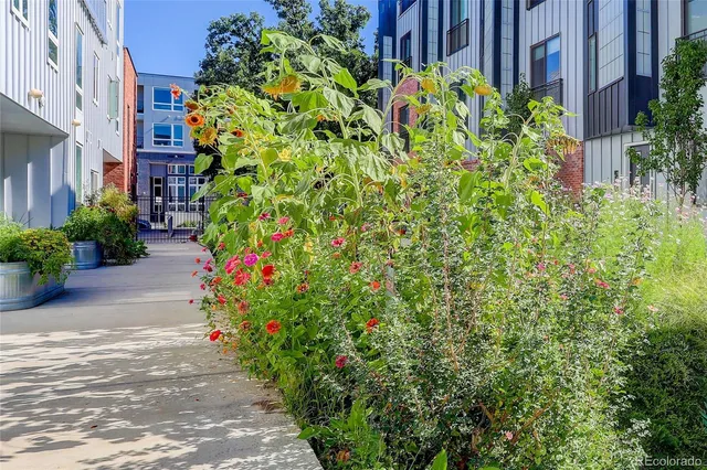 a close up of a plant in a garden