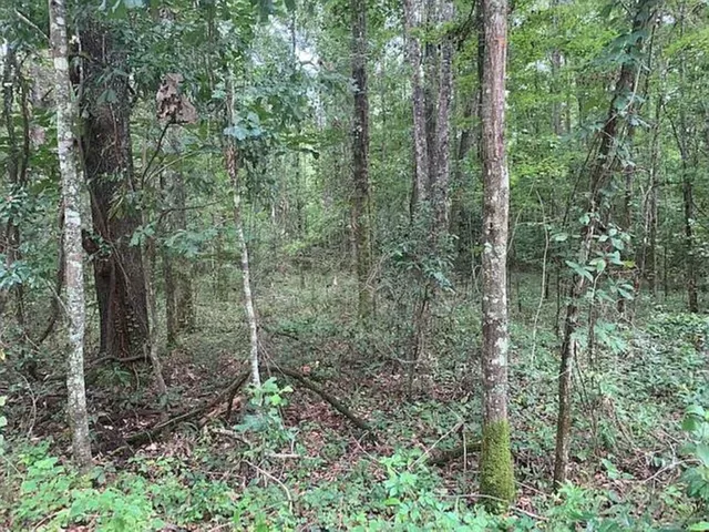 $90,000 | 0 Tung Grove Road, Tallahassee, FL 32317