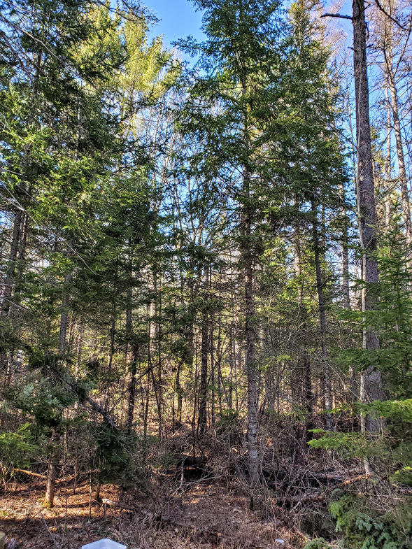 983 Spring Bridge Road Greenbush, ME 04418 - Photo 13 of 17 20200414_155429