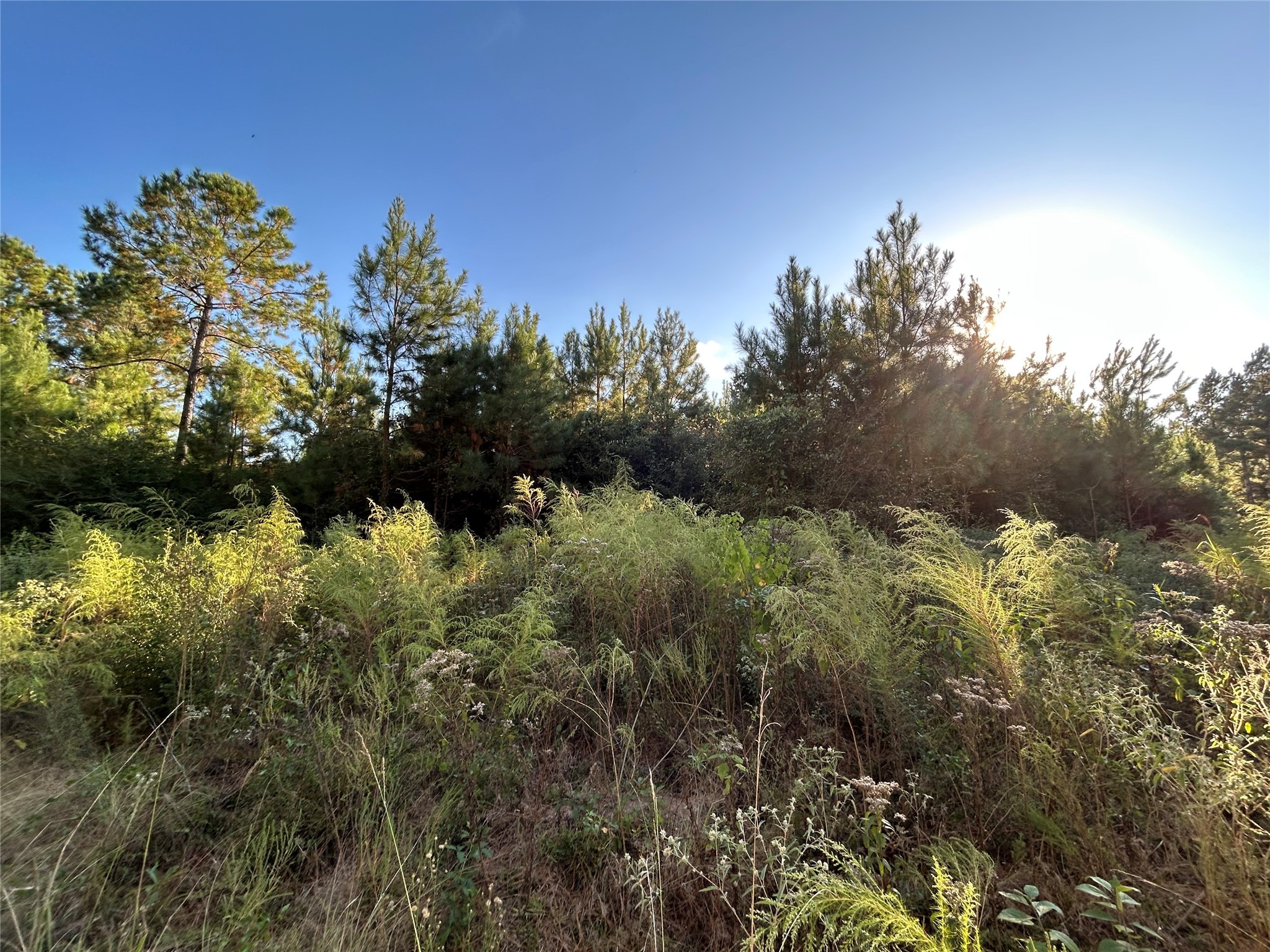 12 B F M 230 Trinity, TX 75862 - Photo 4 of 11 a view of a lake with a tree in the background
