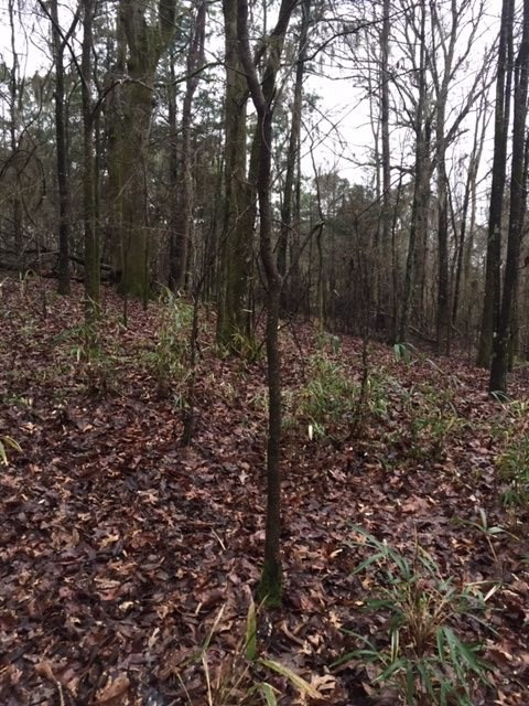 0 Trotter Road Bolton, MS 39041 - Photo 2 of 5 Photo 2
