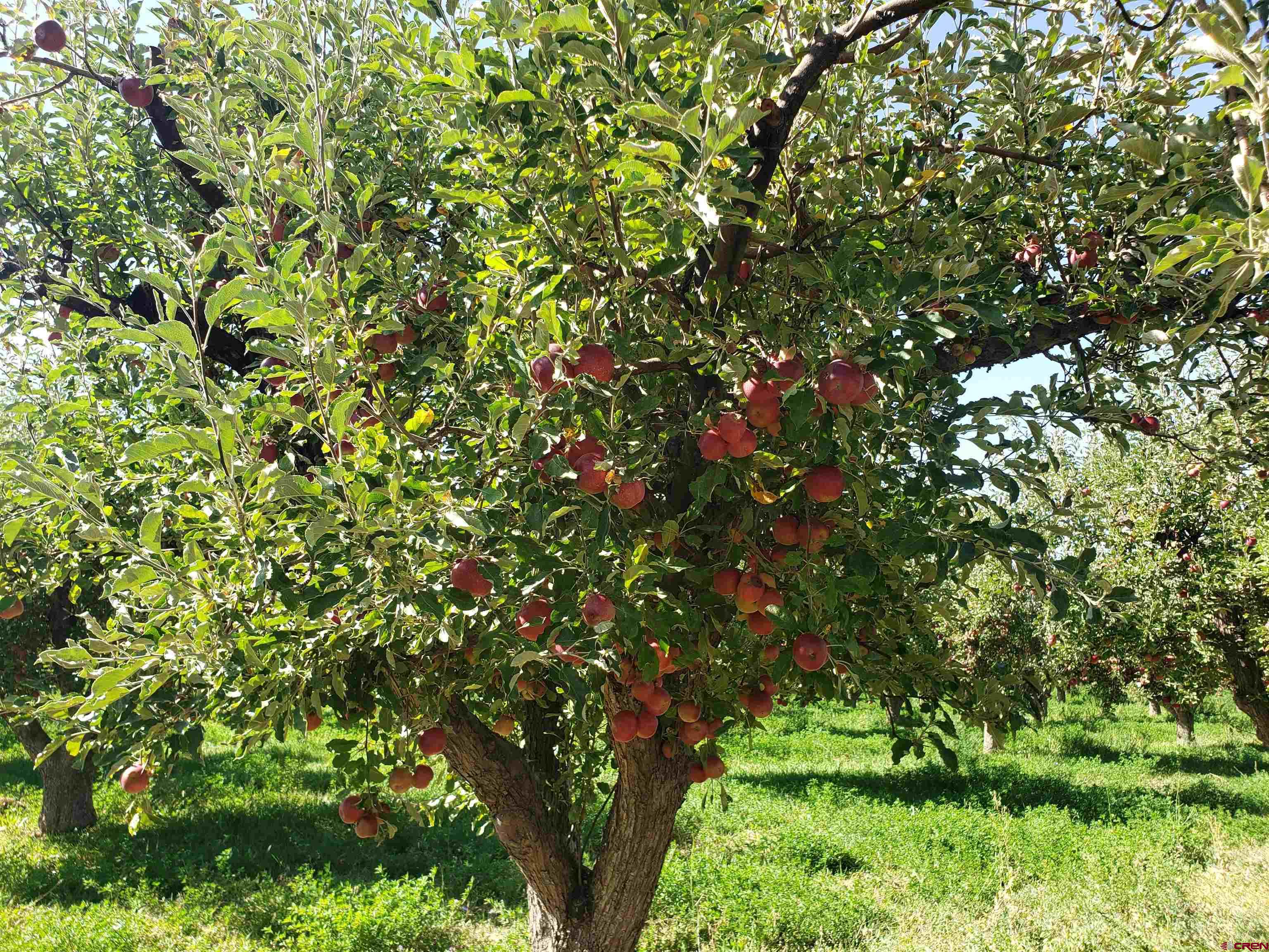 21669 Myers Road Orchard City, CO 81418 - Photo 3 of 35 a view of a tree in a garden