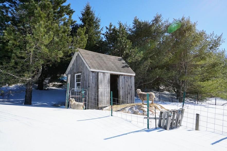 80-82 Echo Road Brunswick, ME 04011 - Photo 25 of 27 Goat shed negotiable located next to...