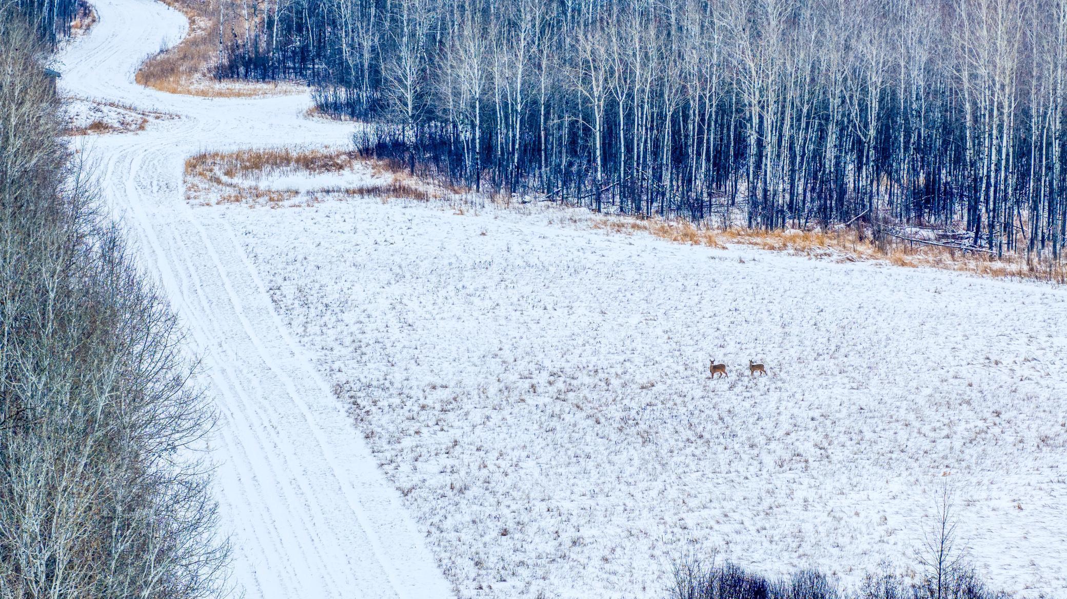 Tbd Fourtown Road Northwest Grygla, MN 56727 - Photo 32 of 51