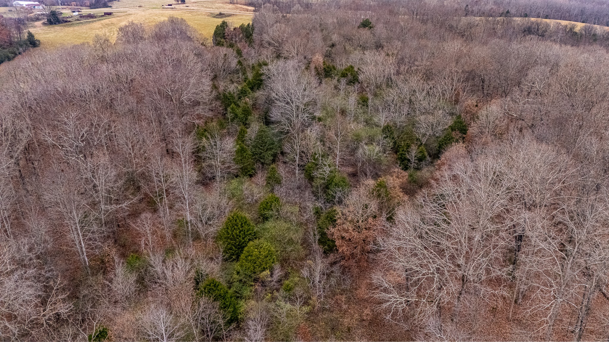 0 Waterloo Road Westpoint, TN 38486 - Photo 16 of 29 a view of a forest with a street