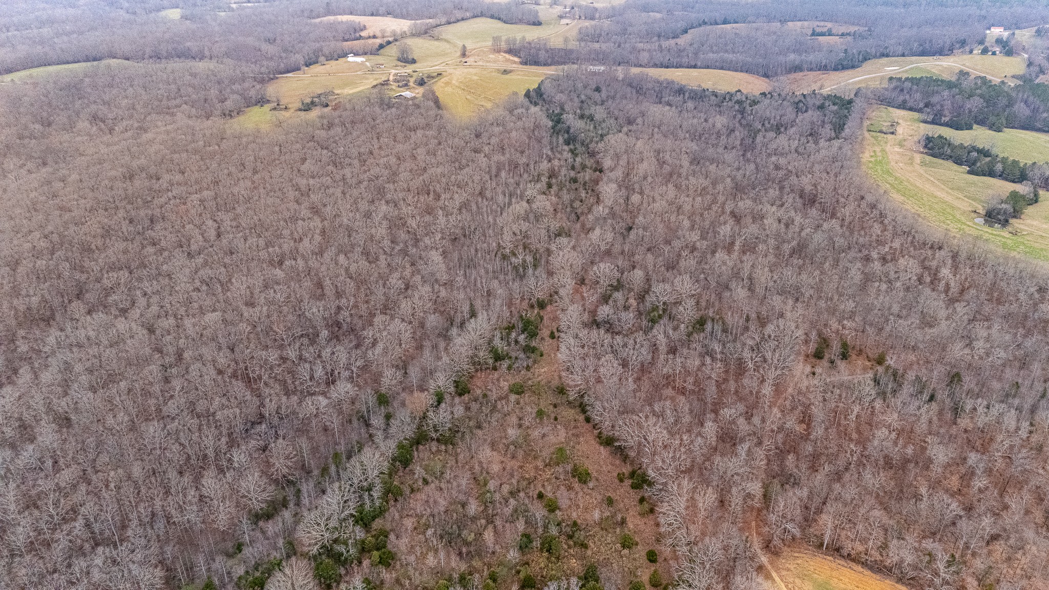 0 Waterloo Road Westpoint, TN 38486 - Photo 27 of 29 a close up of a plant with a plant