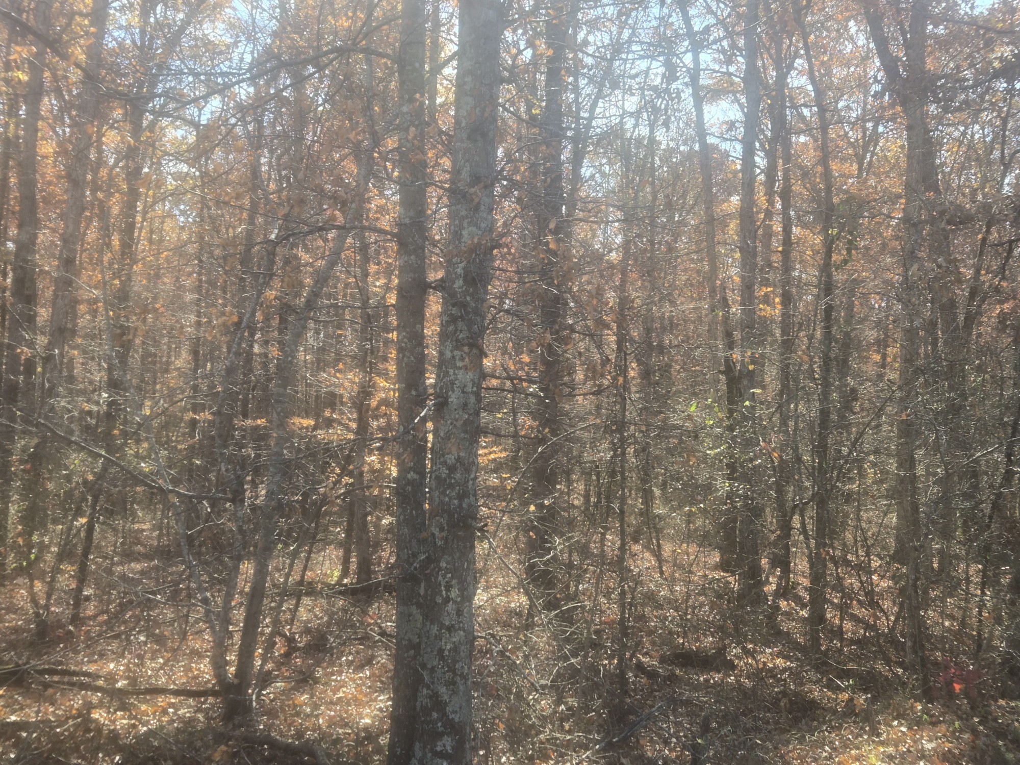 0 Waterloo Road Westpoint, TN 38486 - Photo 4 of 29