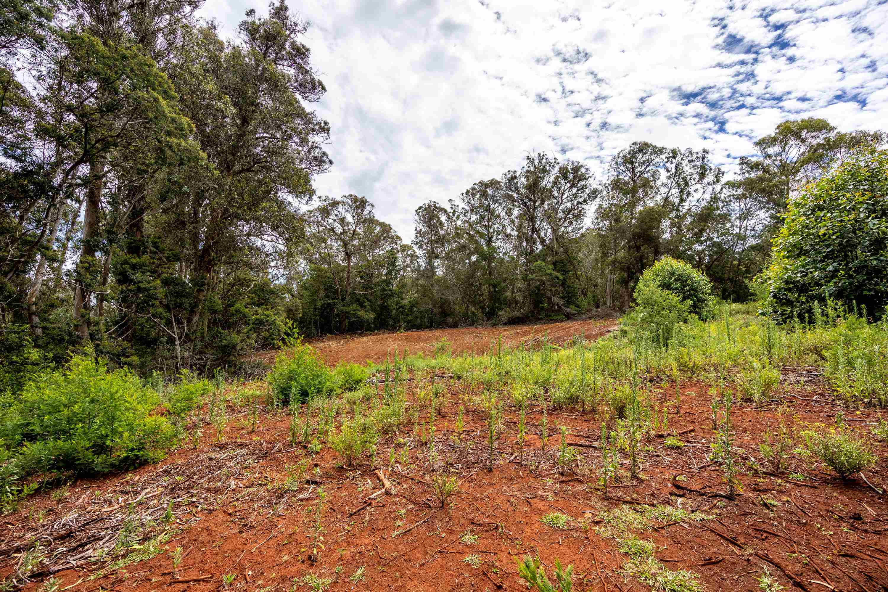1939 B Piiholo Road, Unit B Makawao, HI 96768 - Photo 11 of 37 a view of backyard with green space